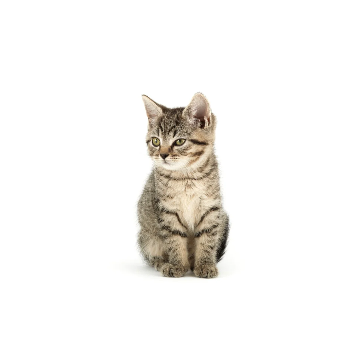 Котки image