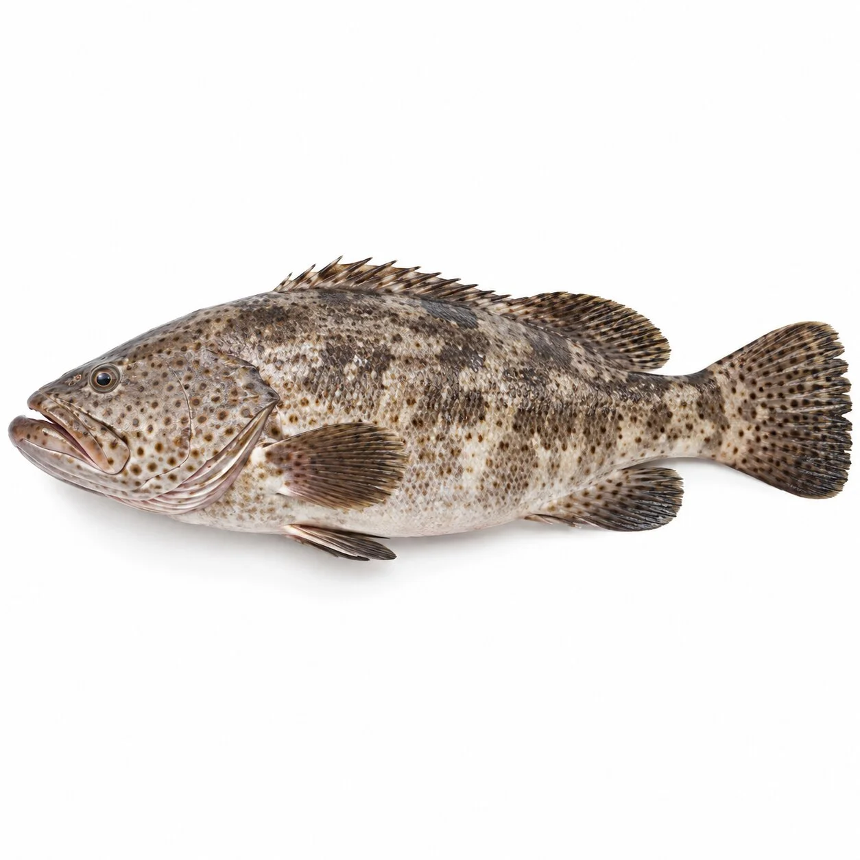 Групер цял чистен (Malabar Grouper|
